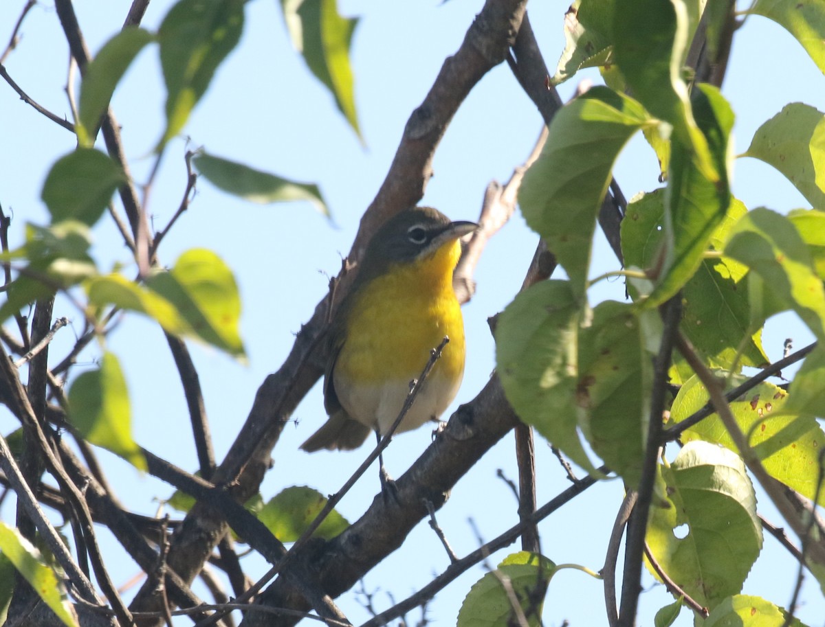 Yellow-breasted Chat - ML642872082