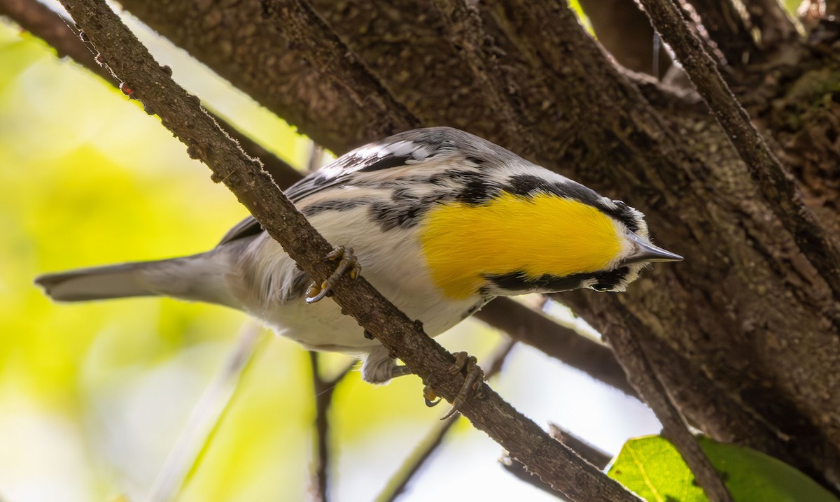 Yellow-throated Warbler - ML642872099