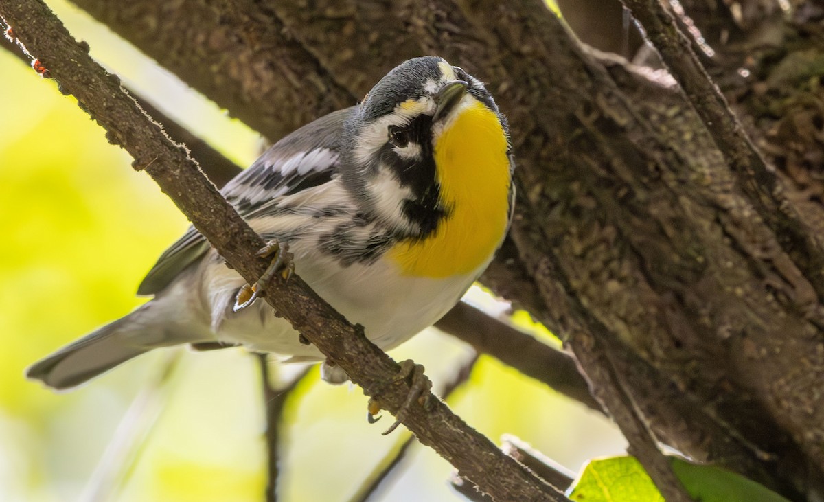 Yellow-throated Warbler - ML642872100