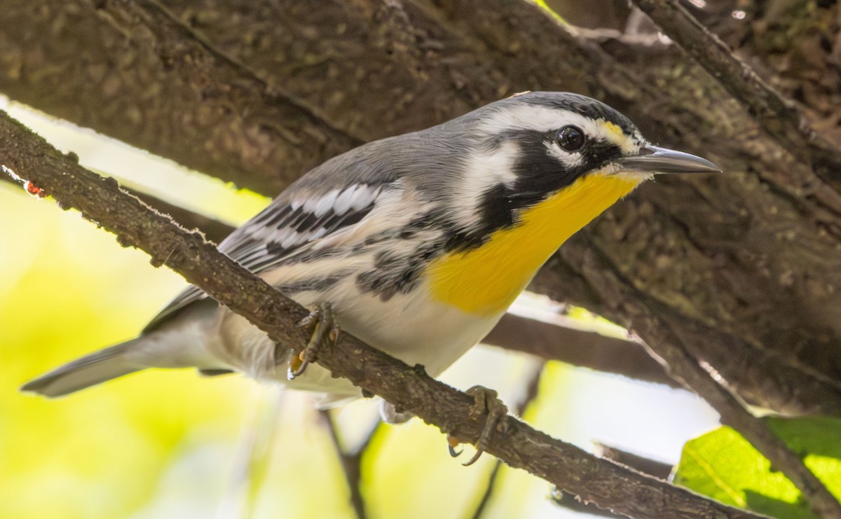 Yellow-throated Warbler - ML642872101
