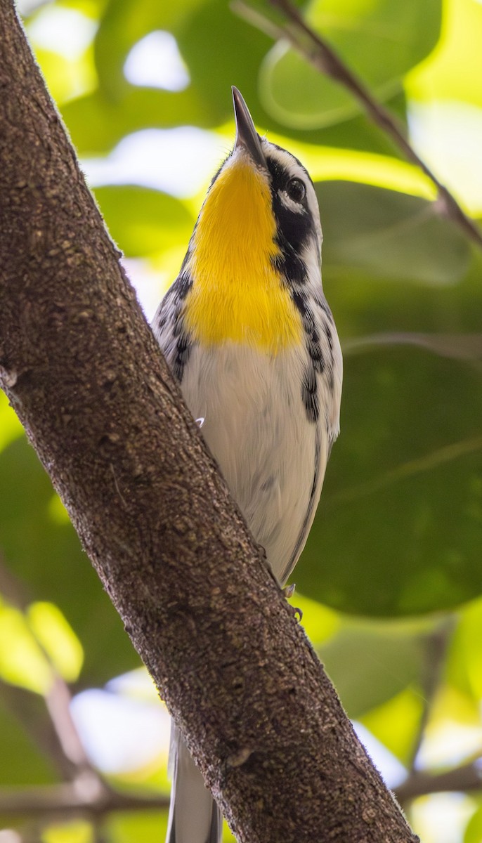 Yellow-throated Warbler - ML642872102