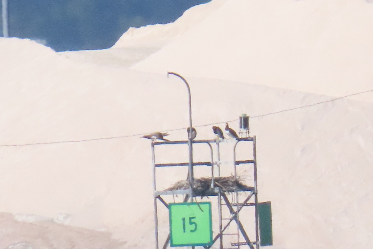 Brown Booby - ML642872113