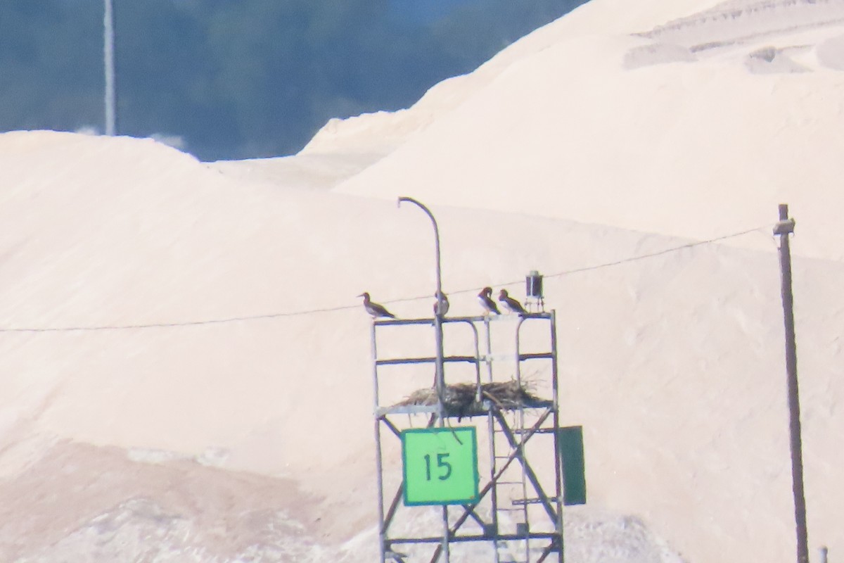 Brown Booby - ML642872114