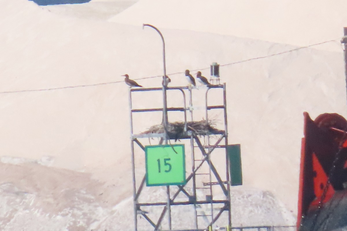 Brown Booby - ML642872115