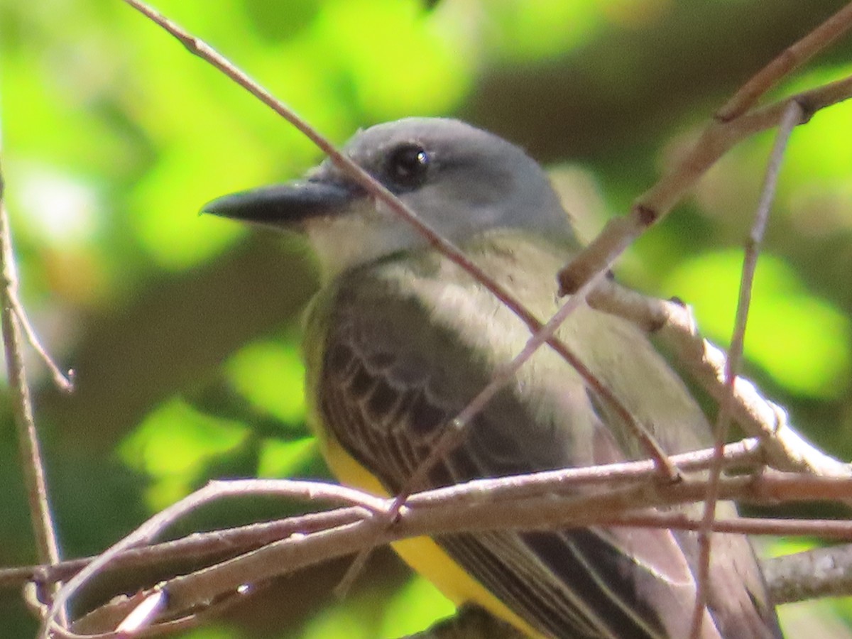 Short-crested Flycatcher - ML642872116