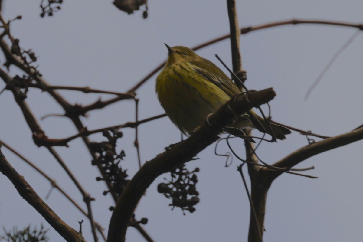 Cape May Warbler - ML642872124