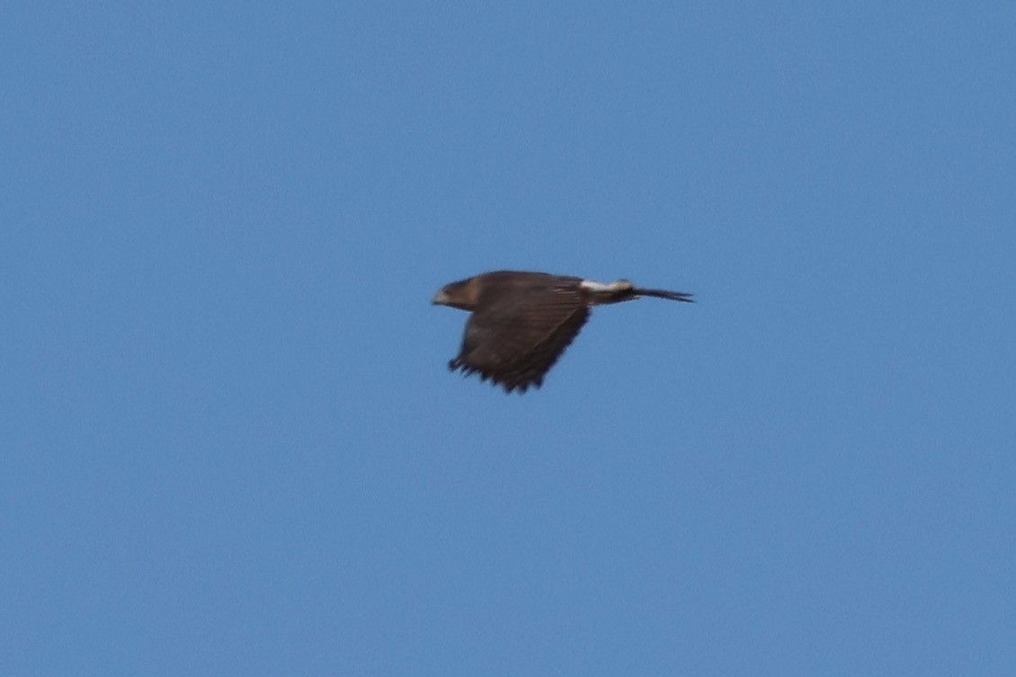 Cooper's Hawk - ML642872127