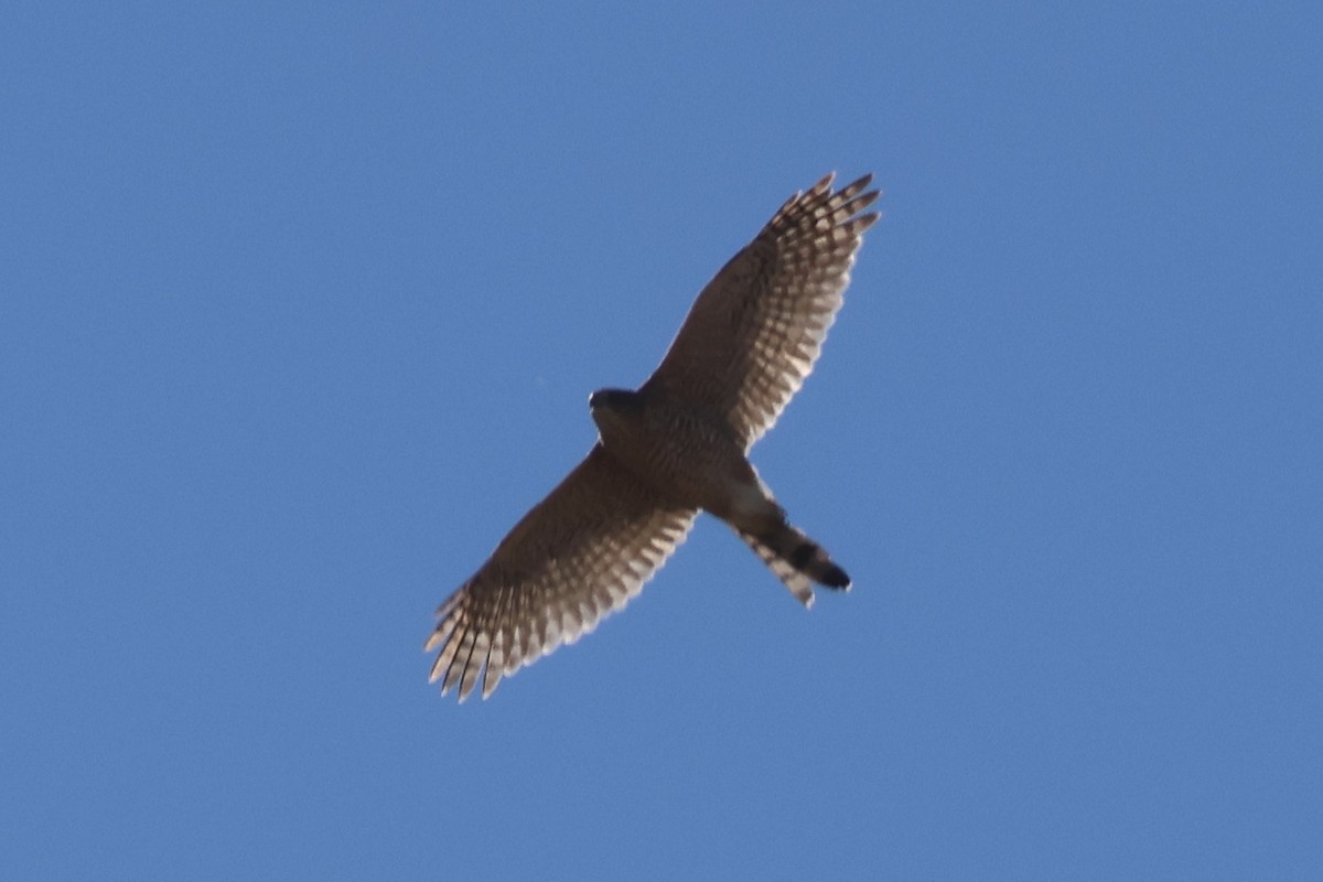 Cooper's Hawk - ML642872128