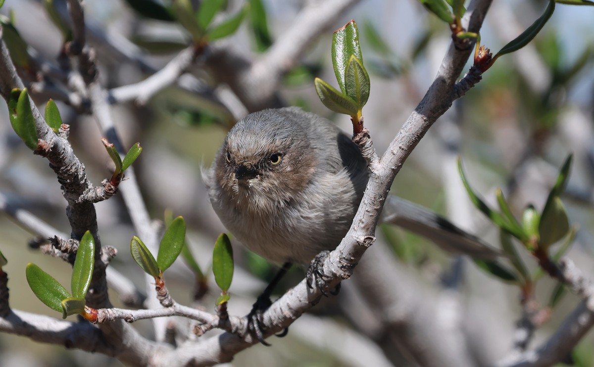 Bushtit - ML642872134