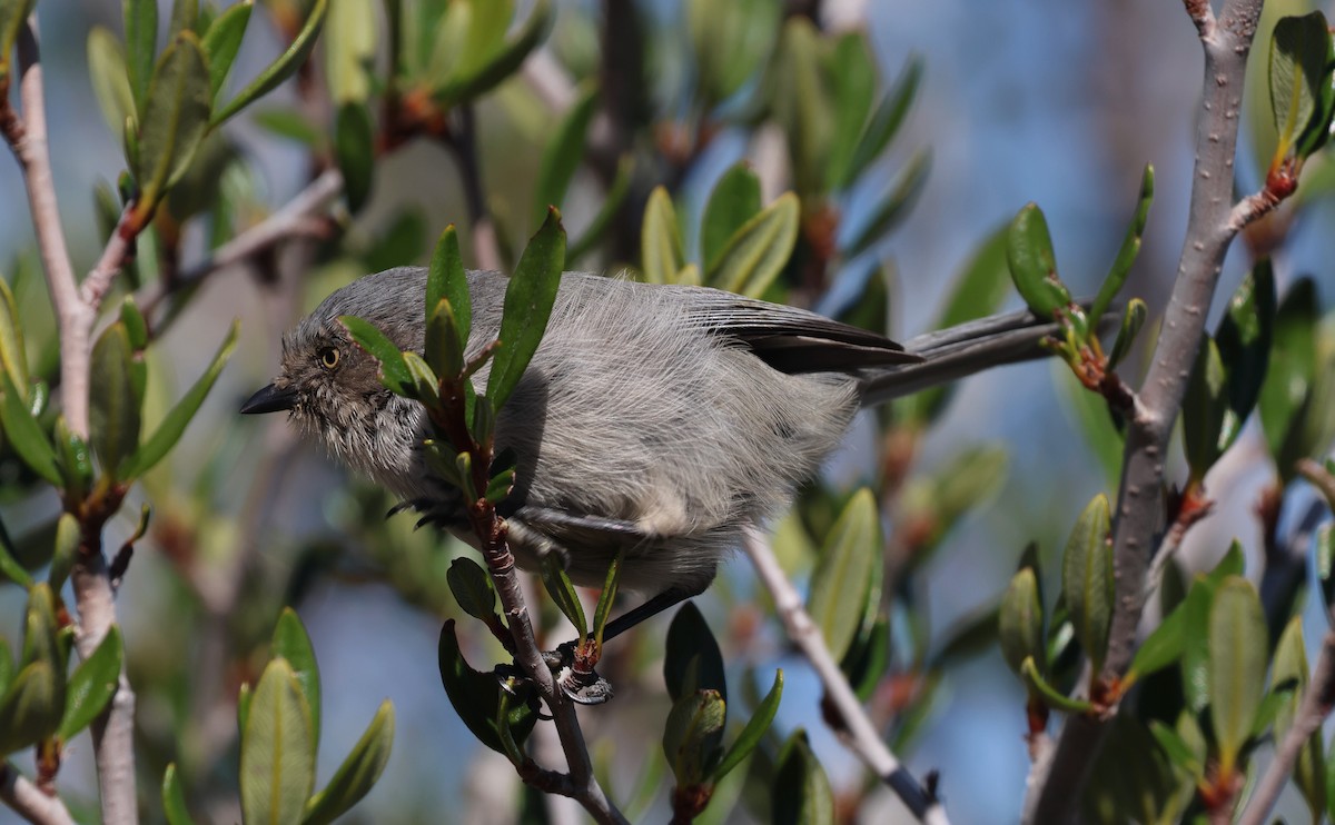 Bushtit - ML642872135