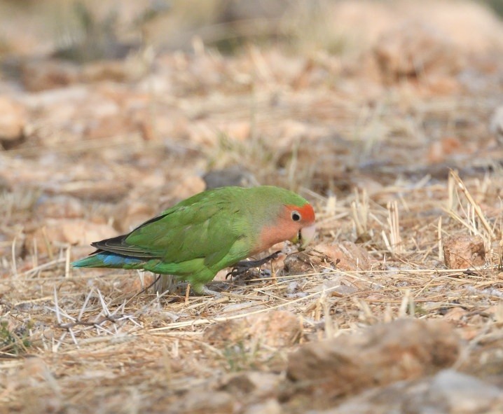 Rosy-faced Lovebird - ML642872156