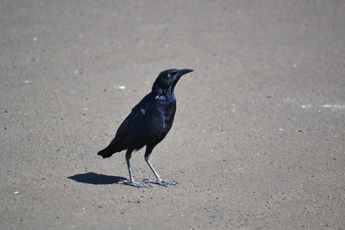 Great-tailed Grackle - ML642872161