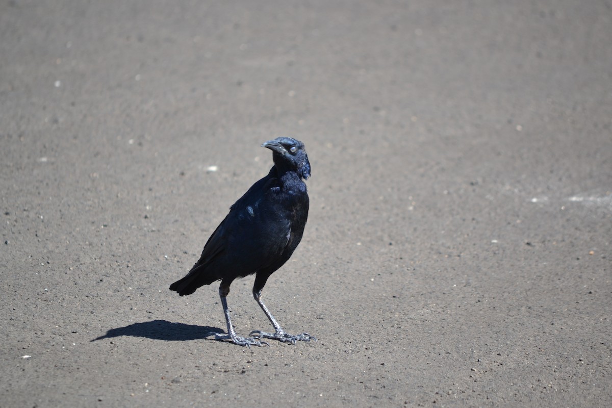 Great-tailed Grackle - ML642872168