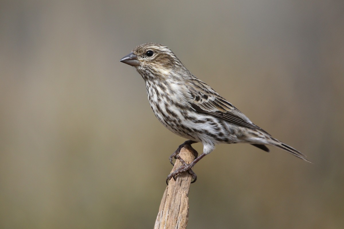 Cassin's Finch - ML642872177