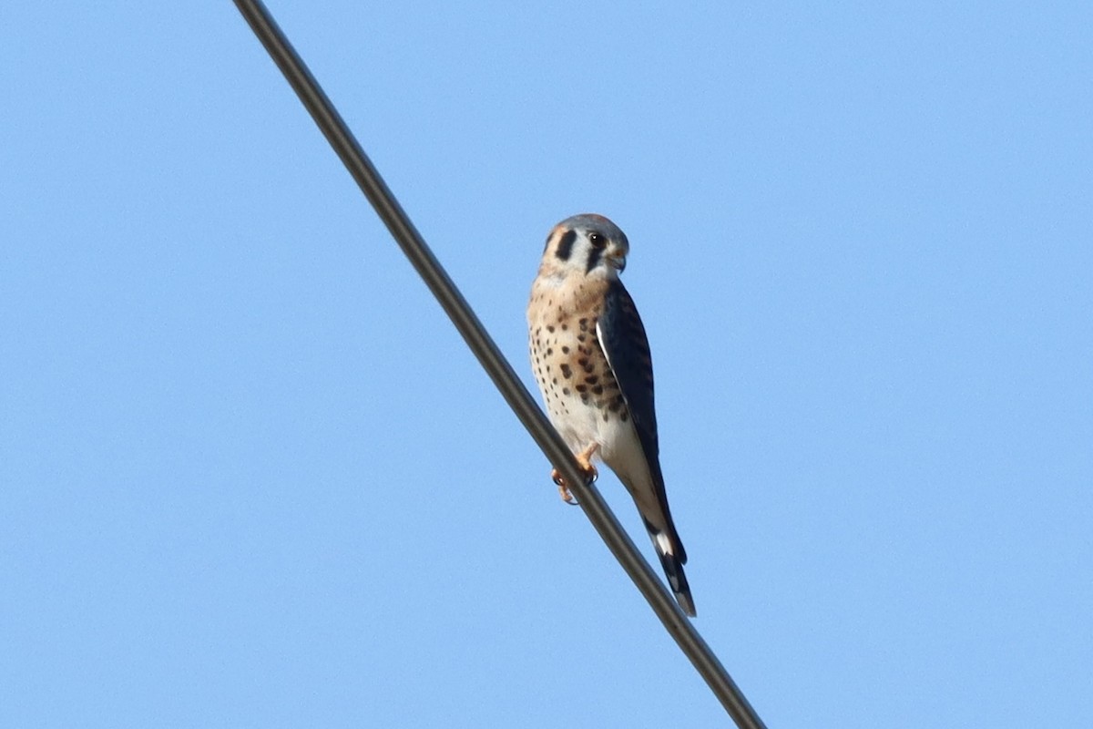American Kestrel - ML642872195
