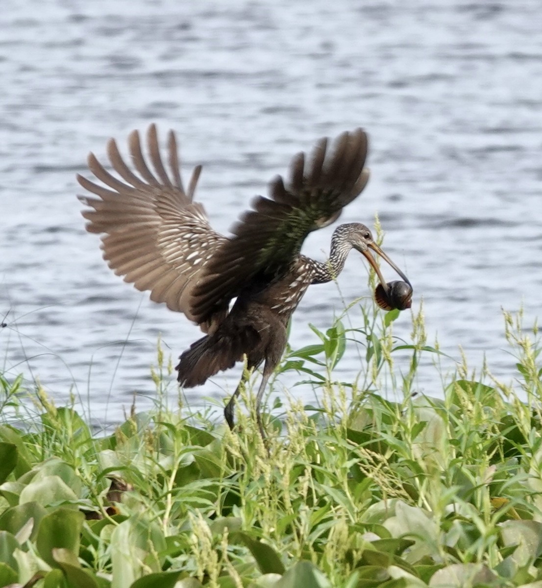Limpkin - ML642872203