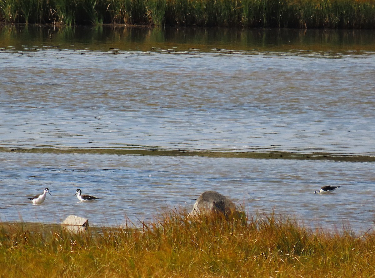 pisila černokrká - ML642872204