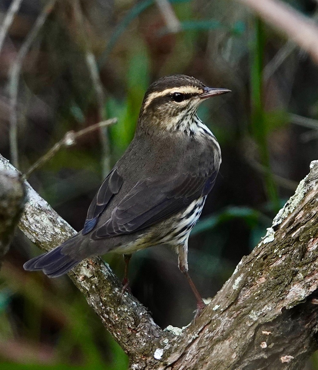 Northern Waterthrush - ML642872210