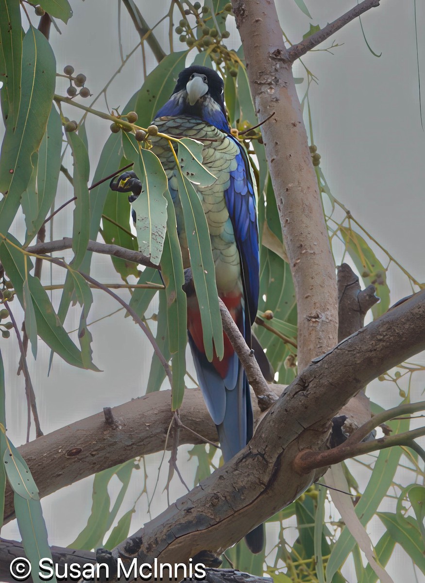 Northern Rosella - ML642872213