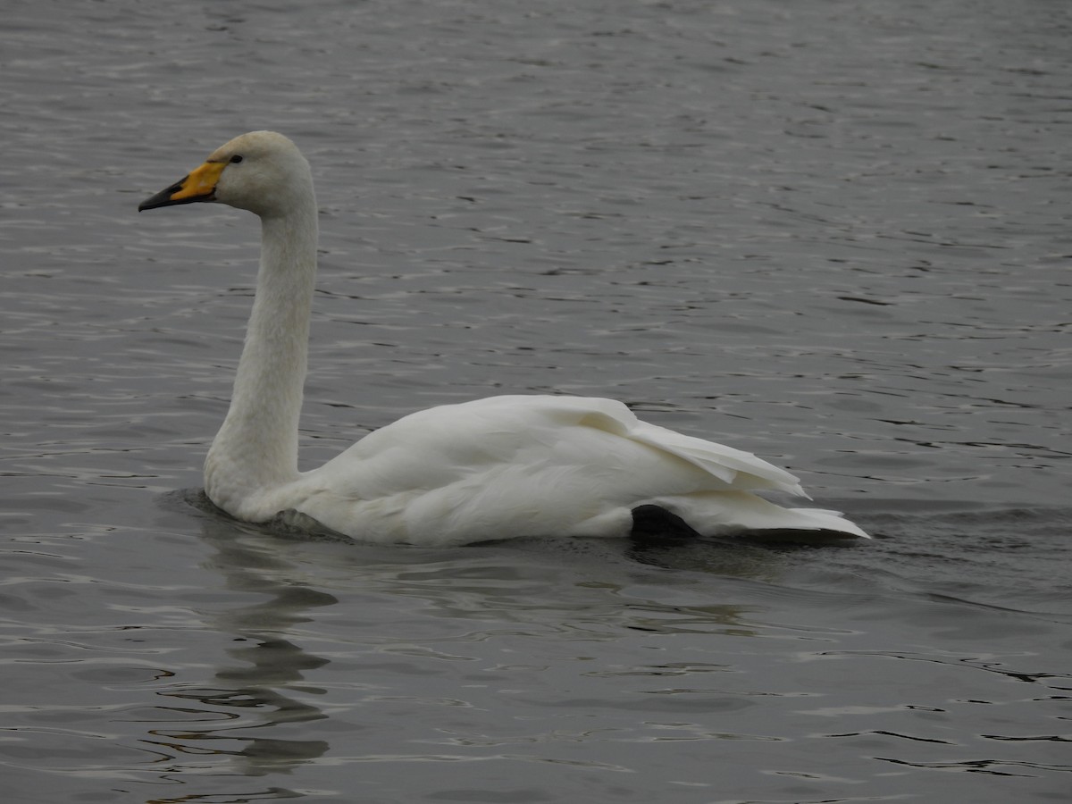 Whooper Swan - ML642872215