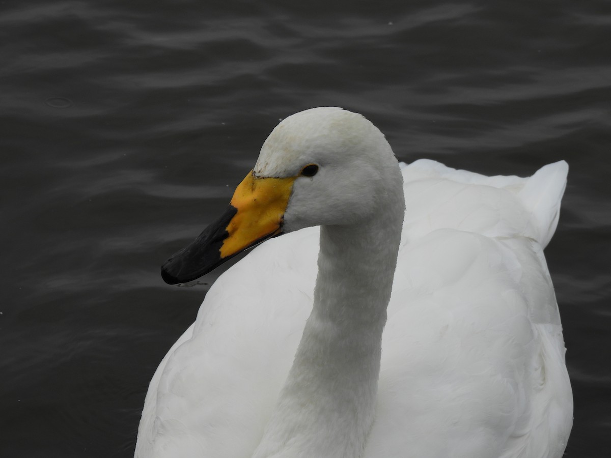 Whooper Swan - ML642872216