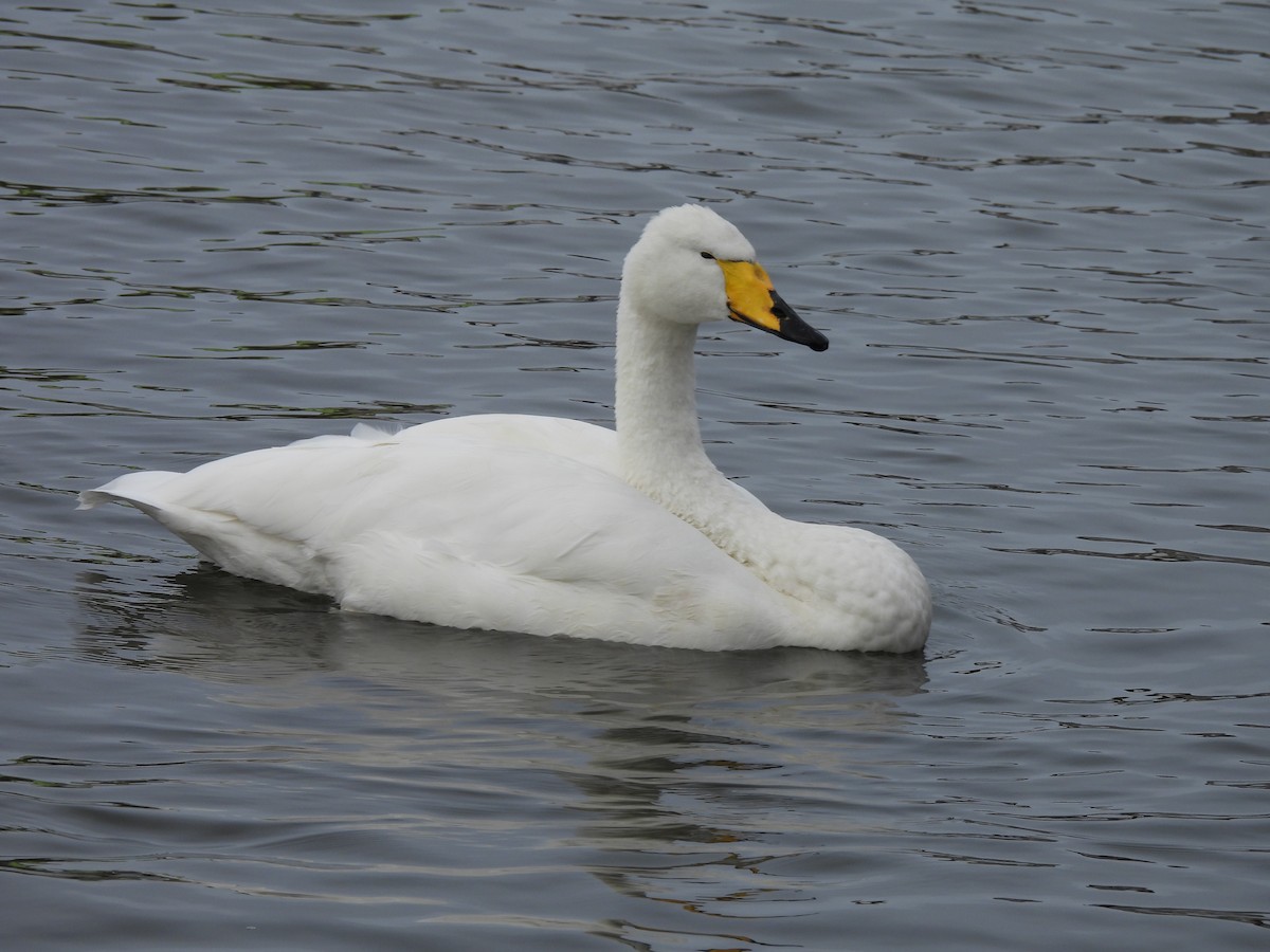 Whooper Swan - ML642872217