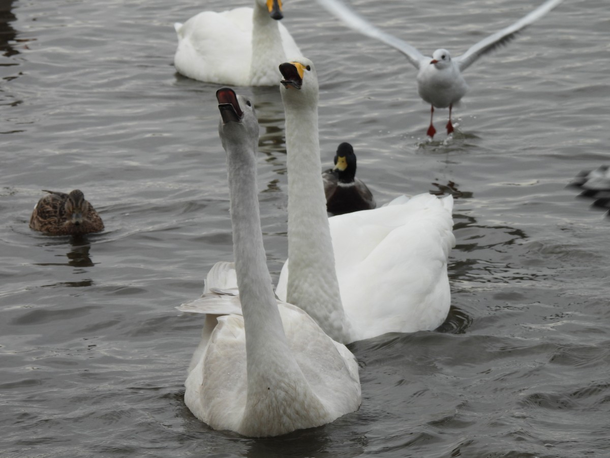 Whooper Swan - ML642872218
