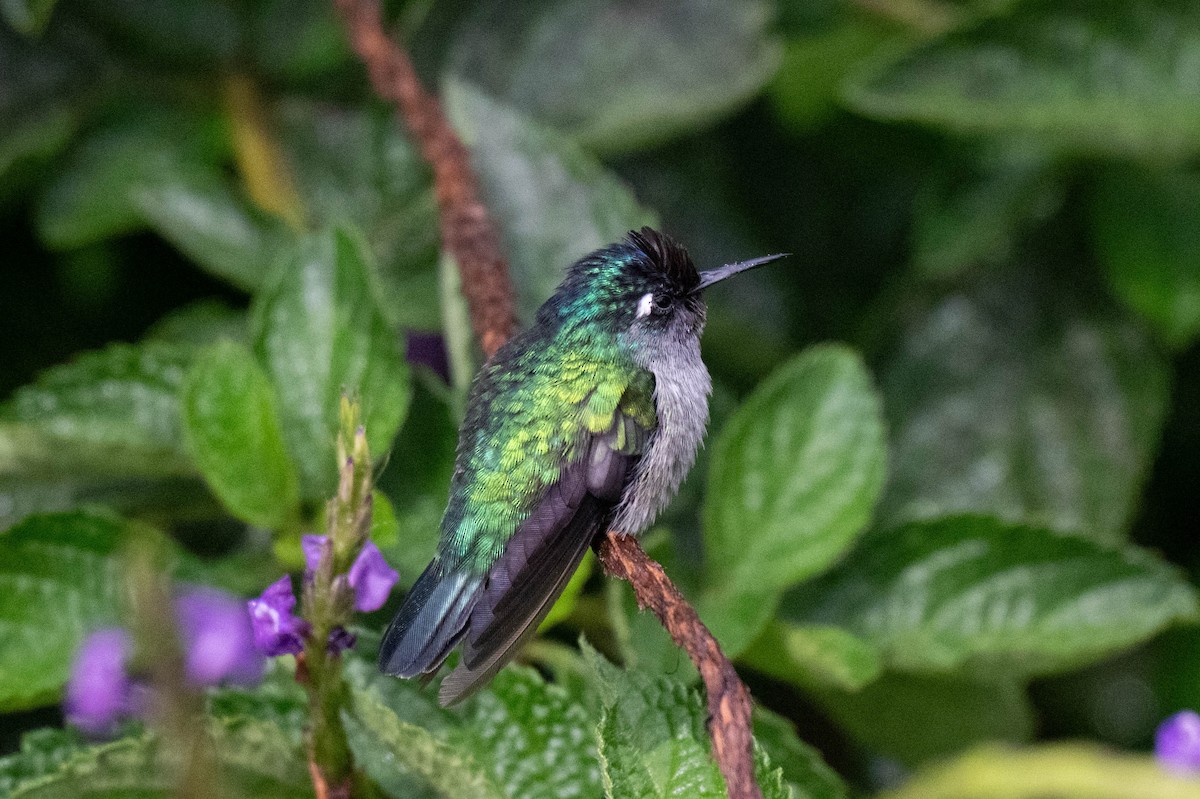 Violet-headed Hummingbird - ML642872220