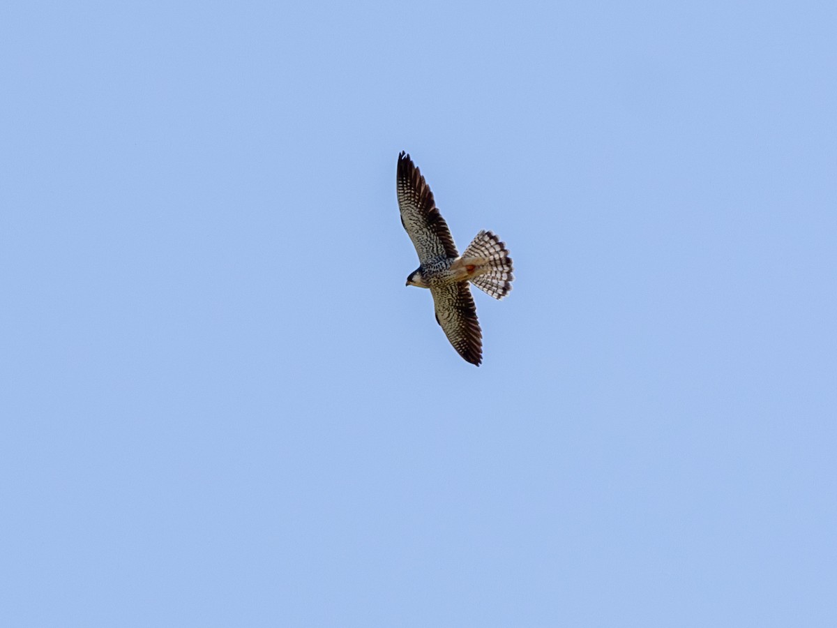 Falco dell'Amur - ML642872223