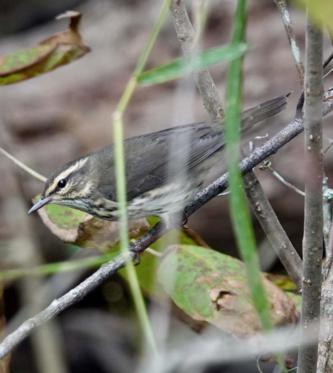 Northern Waterthrush - ML642872224