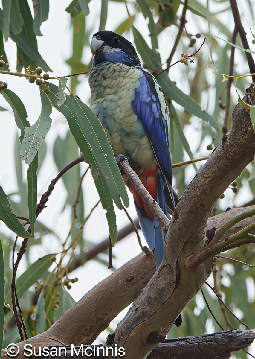 Northern Rosella - ML642872235