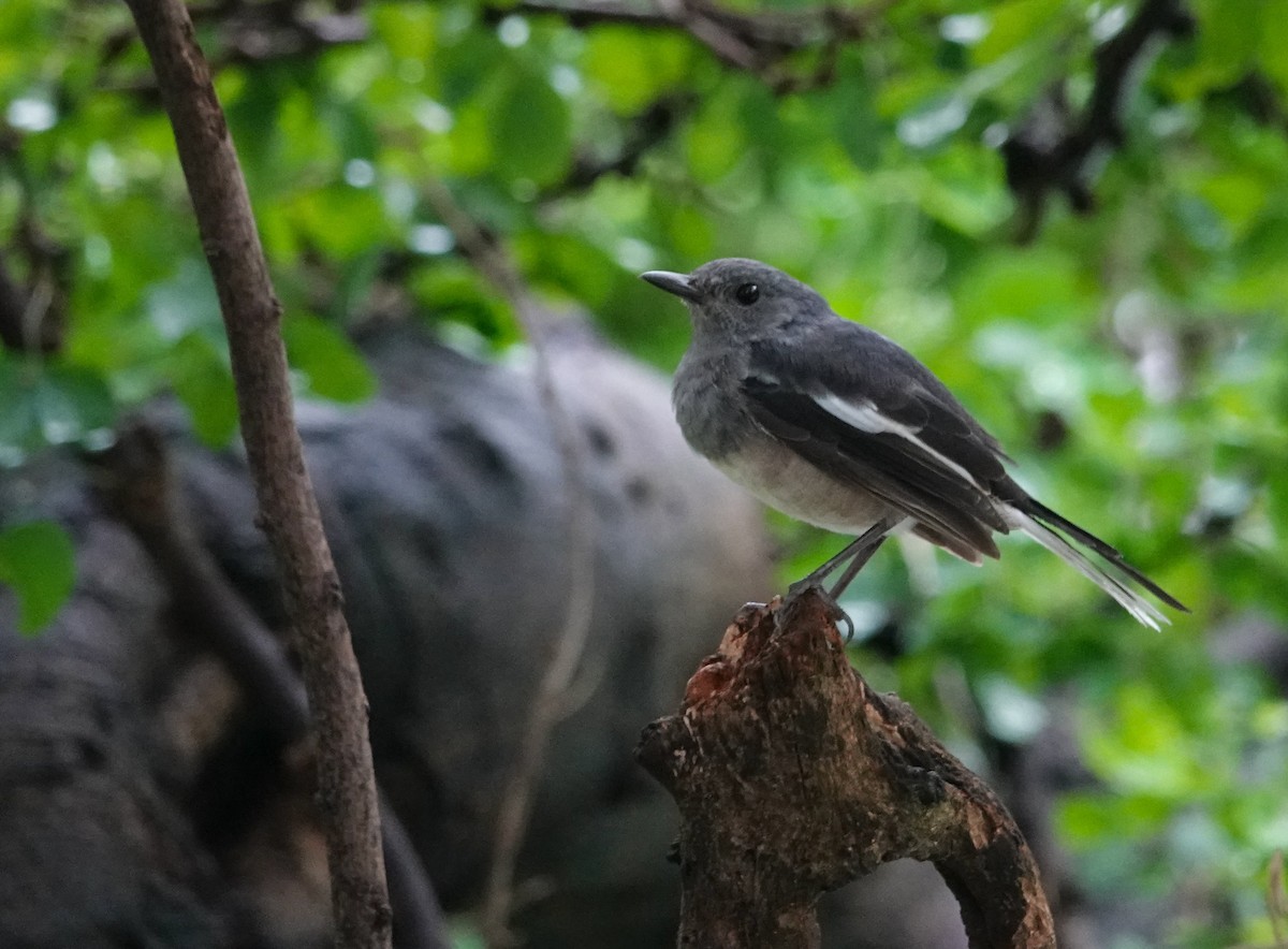 Oriental Magpie-Robin - ML642872237