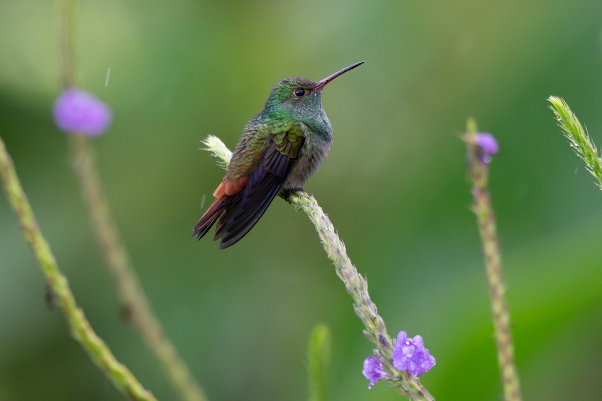 Rufous-tailed Hummingbird - ML642872238