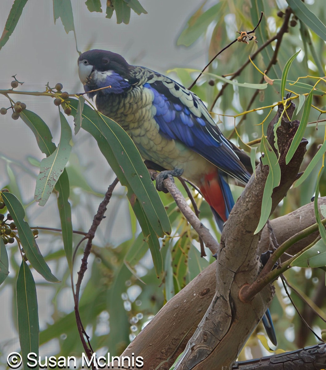 Northern Rosella - ML642872244