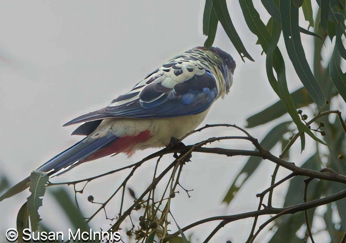 Northern Rosella - ML642872252