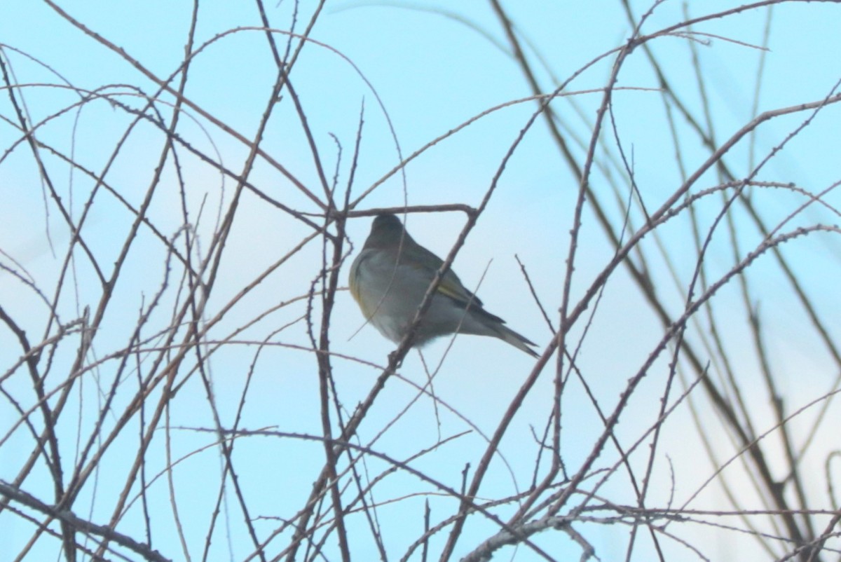 Lawrence's Goldfinch - ML642872267