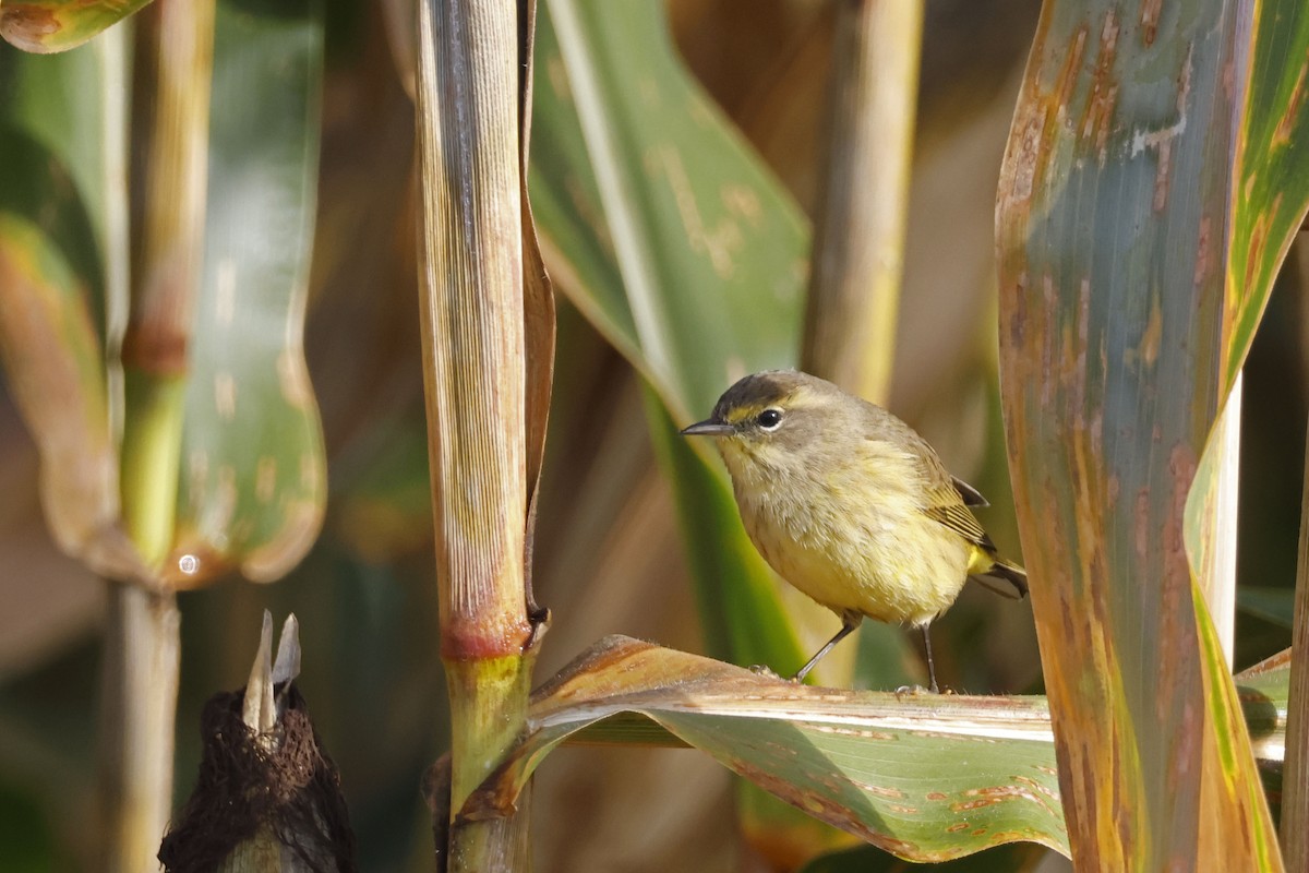 Palm Warbler (Yellow) - ML642872269
