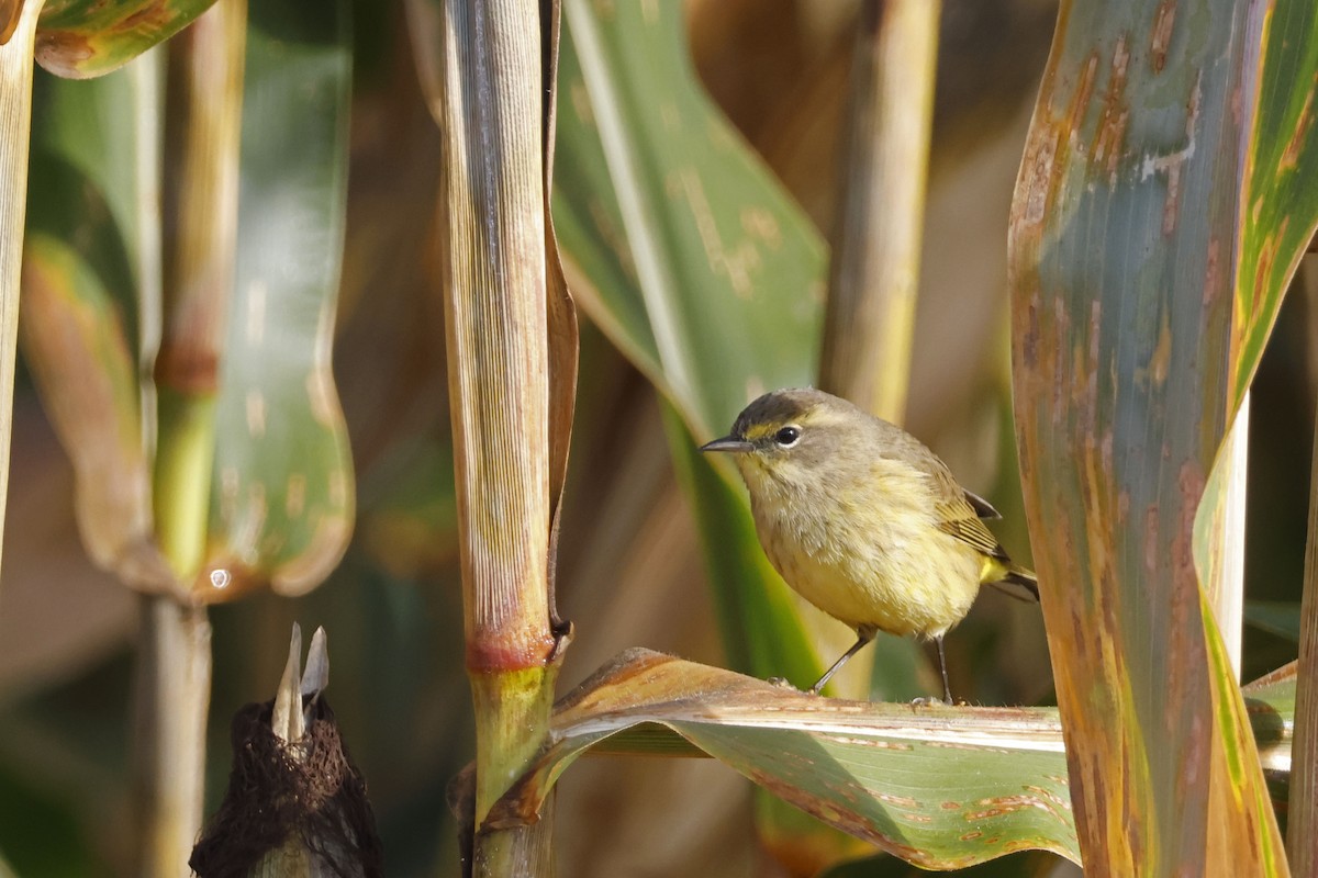 Palm Warbler (Yellow) - ML642872270