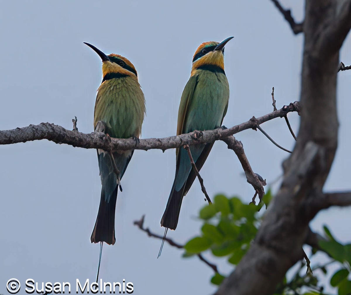 Rainbow Bee-eater - ML642872278