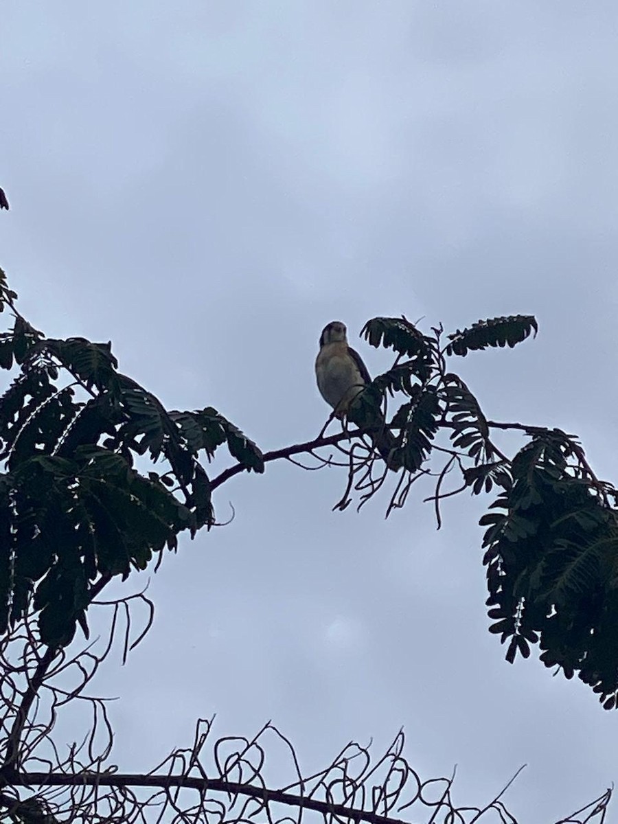 American Kestrel - ML642872280