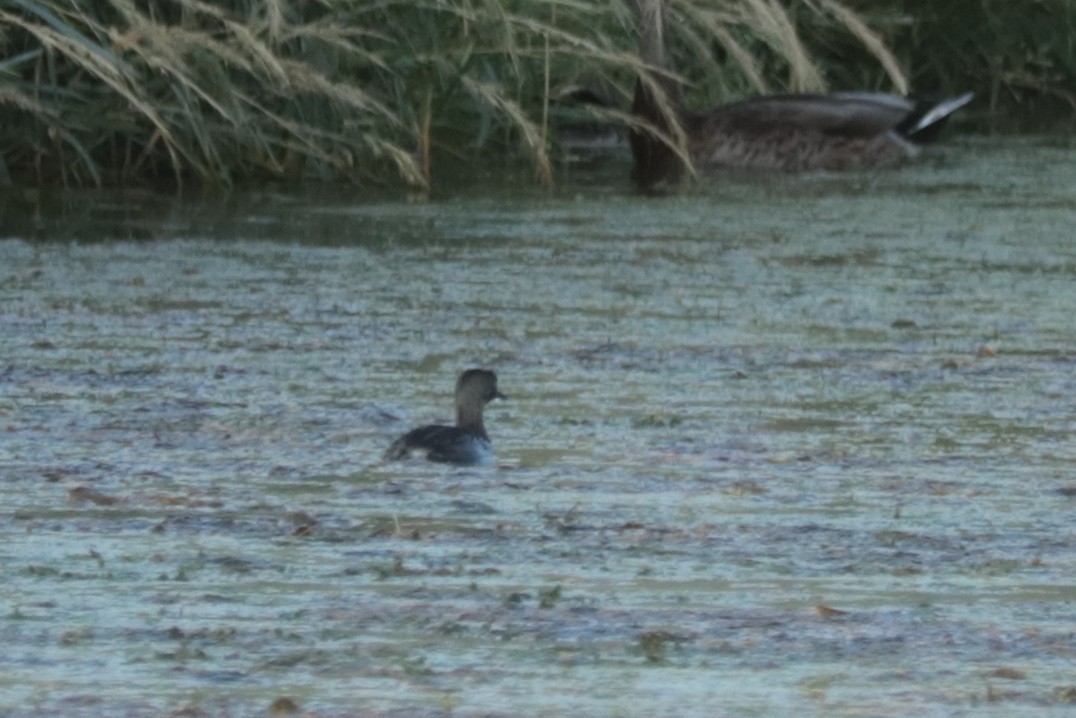 Least Grebe - ML642872287