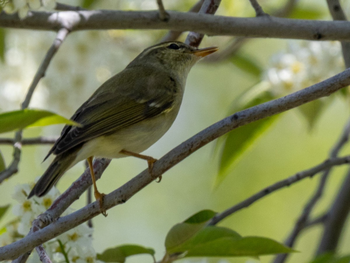 Arctic Warbler - ML642872289