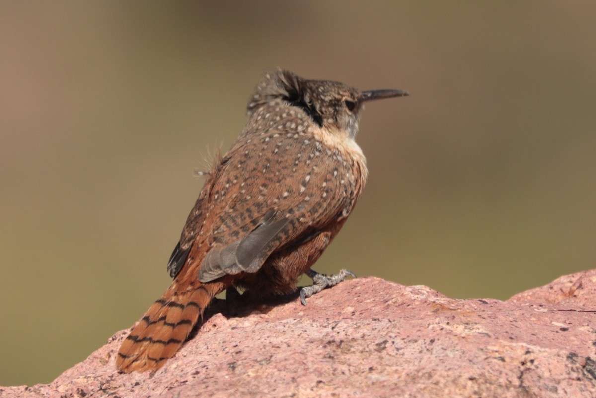 Canyon Wren - ML642872311