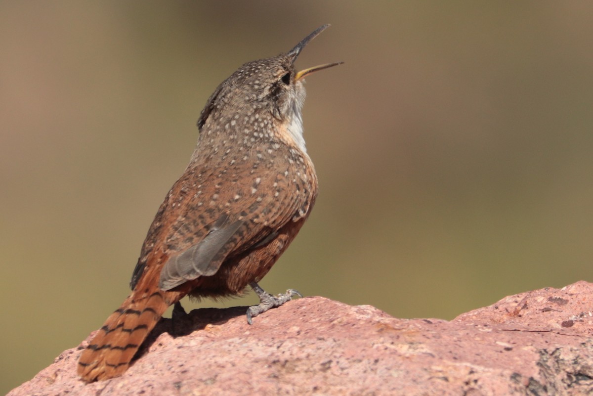 Canyon Wren - ML642872312