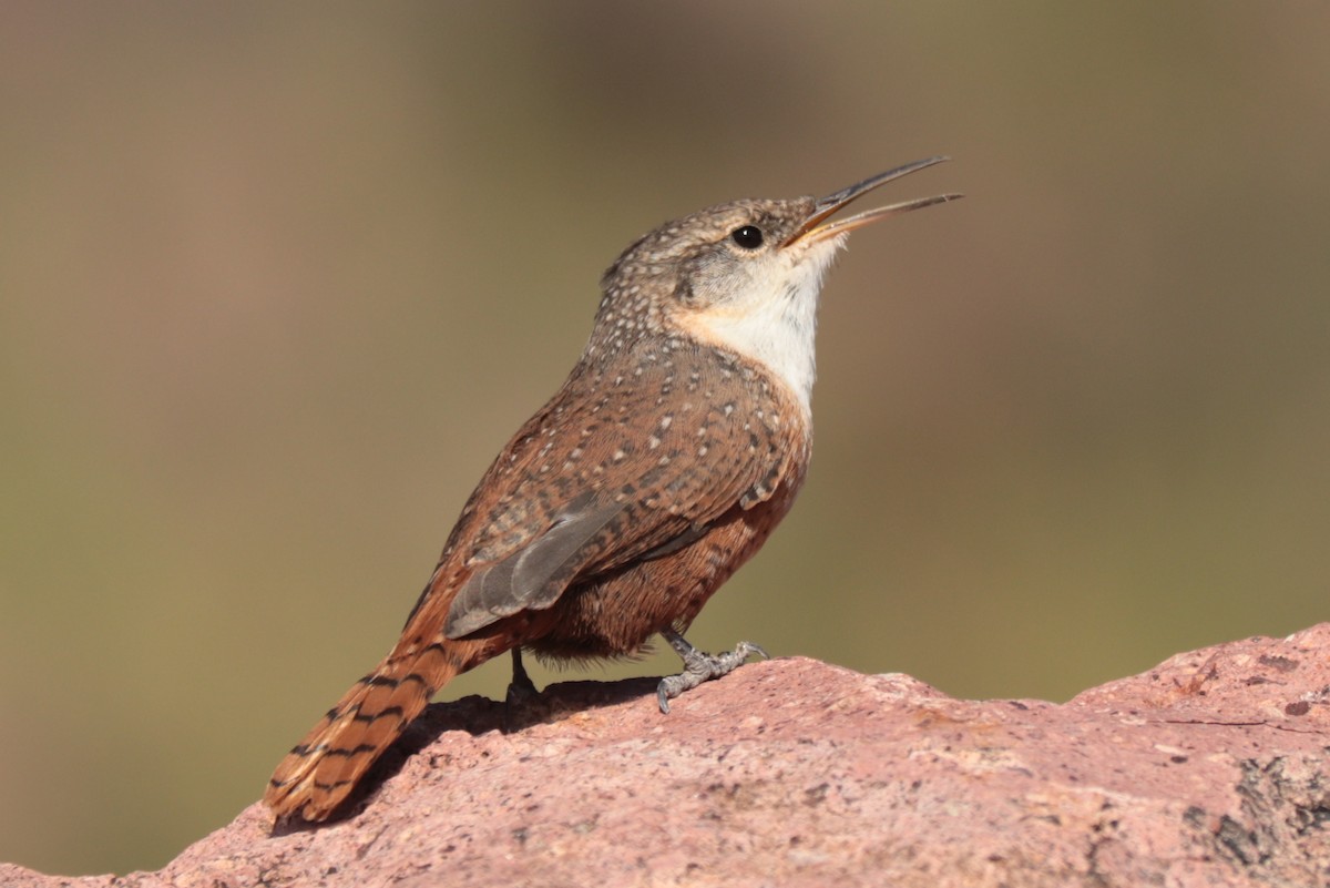 Canyon Wren - ML642872317