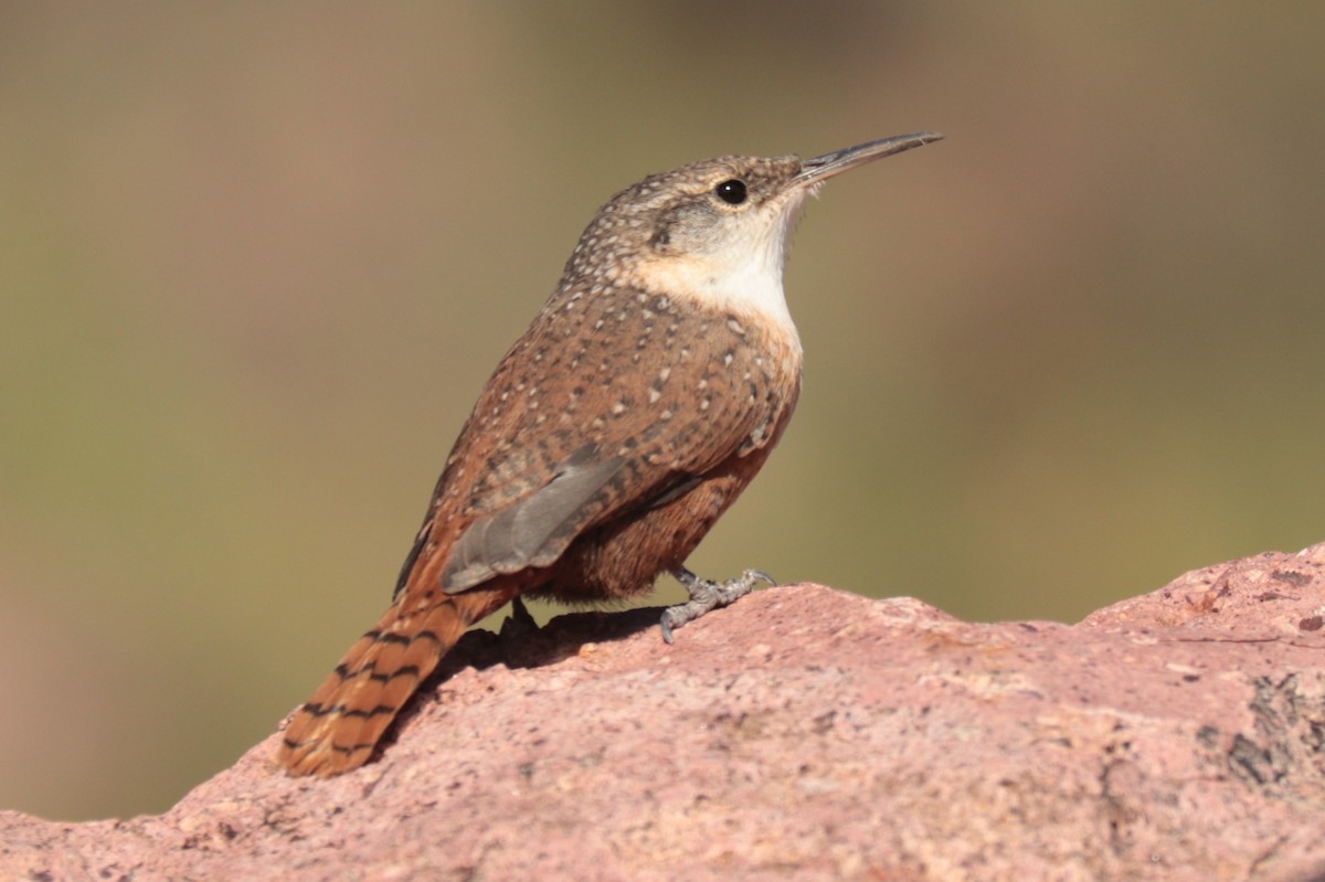 Canyon Wren - ML642872320