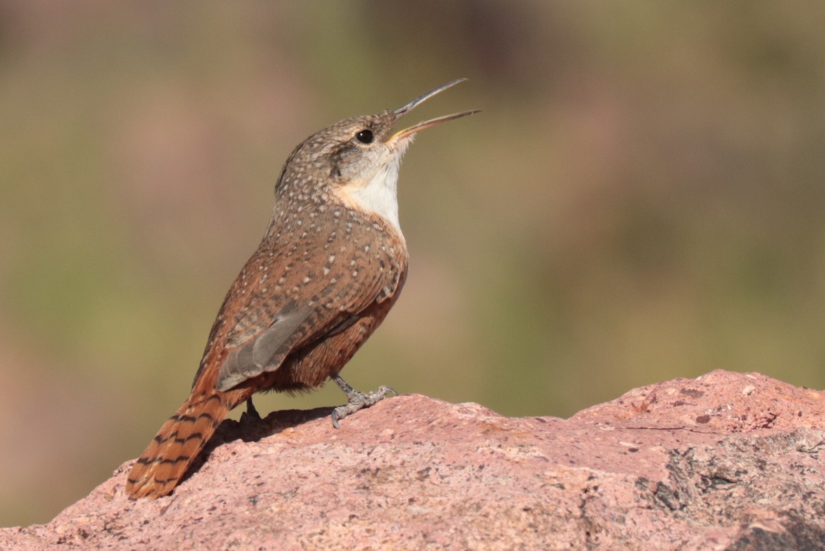 Canyon Wren - ML642872322