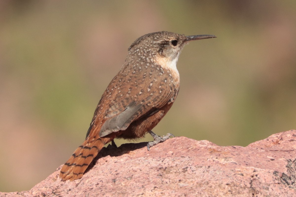 Canyon Wren - ML642872328