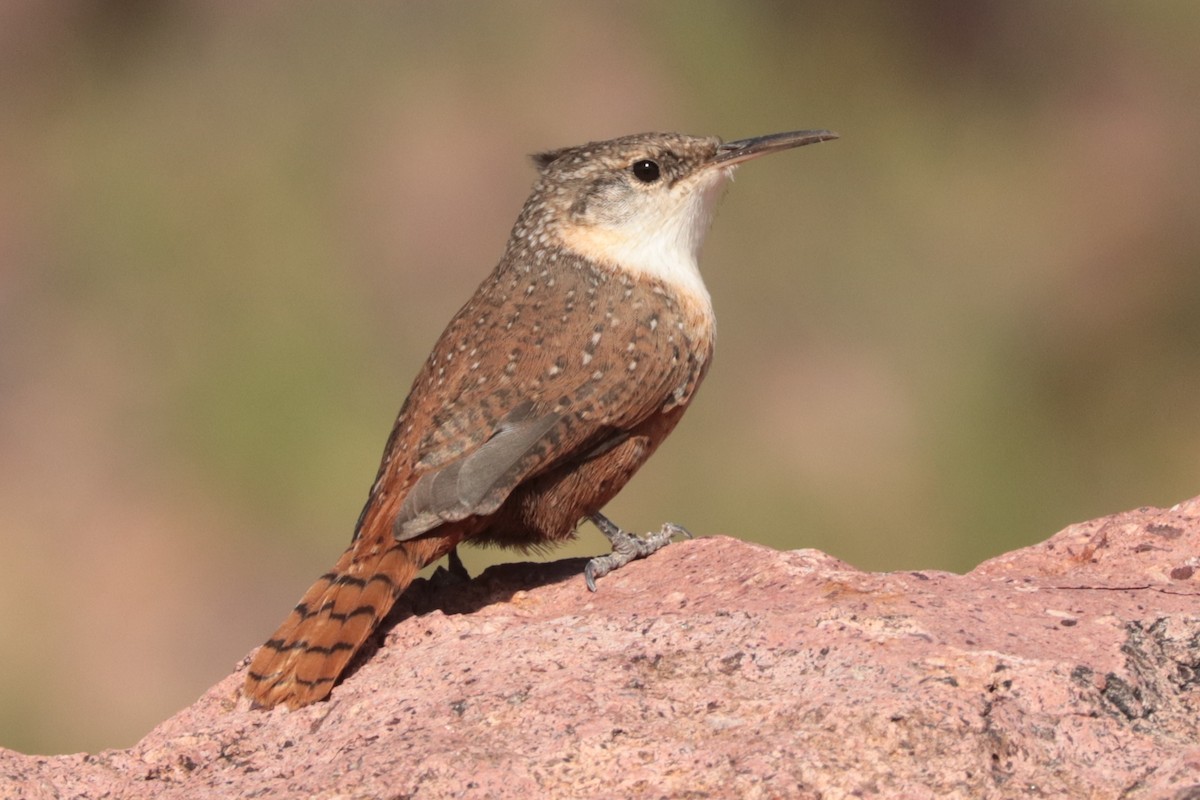 Canyon Wren - ML642872329
