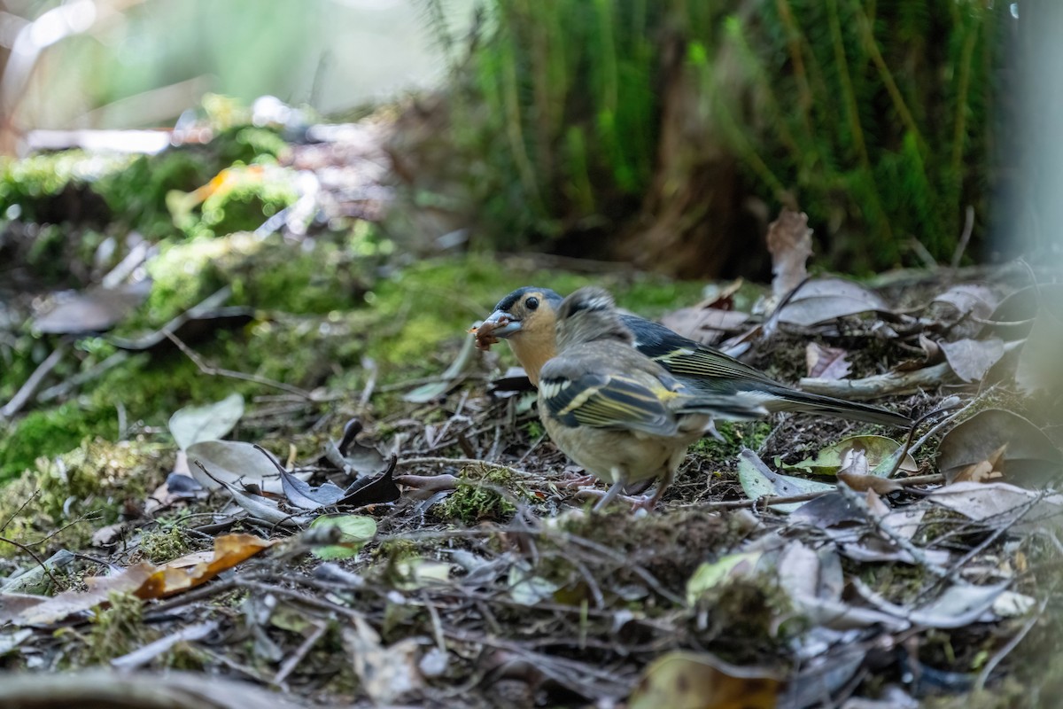 Canary Islands Chaffinch - ML642872358
